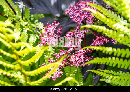 Schwarze ältere Blumen mit Holzfarnen unterpflanzt. Rose Cottage Garden. Stockfoto