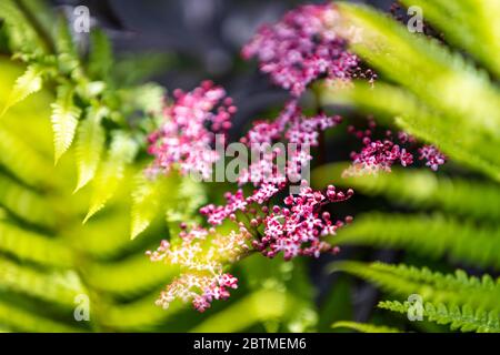Schwarze ältere Blumen mit Holzfarnen unterpflanzt. Rose Cottage Garden. Stockfoto