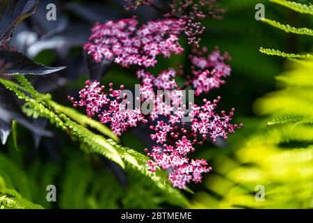 Schwarze ältere Blumen mit Holzfarnen unterpflanzt. Rose Cottage Garden. Stockfoto