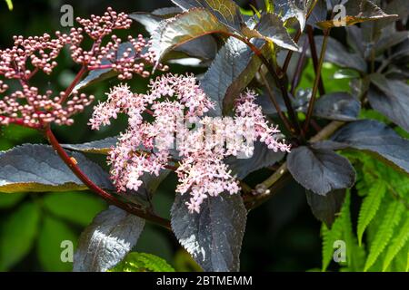 Schwarze ältere Blumen mit Holzfarnen unterpflanzt. Rose Cottage Garden. Stockfoto