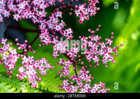 Schwarze ältere Blumen mit Holzfarnen unterpflanzt. Rose Cottage Garden. Stockfoto