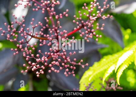 Schwarze ältere Blumen mit Holzfarnen unterpflanzt. Rose Cottage Garden. Stockfoto