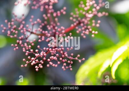 Schwarze ältere Blumen mit Holzfarnen unterpflanzt. Rose Cottage Garden. Stockfoto