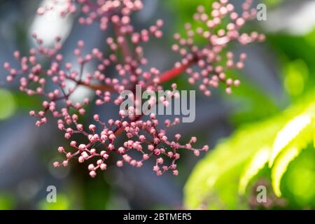 Schwarze ältere Blumen mit Holzfarnen unterpflanzt. Rose Cottage Garden. Stockfoto