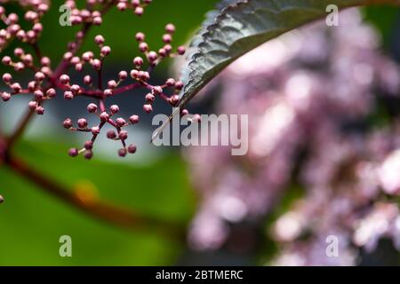 Schwarze ältere Blumen mit Holzfarnen unterpflanzt. Rose Cottage Garden. Stockfoto