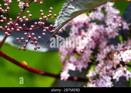 Schwarze ältere Blumen mit Holzfarnen unterpflanzt. Rose Cottage Garden. Stockfoto