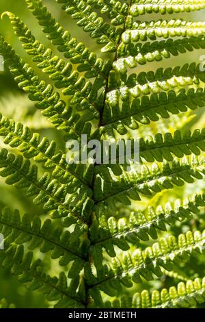 Gartenfarn Dryopteris oder der Holzfarn wächst glücklich in einer schattigen Grenze. Rose Cottage Garden. Stockfoto