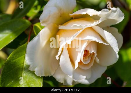 Rosa Champagner Moment oder 'Korvanaber'. Röte Aprikosenmitte, die mit dem Alter verblasst. Rose Cottage Garden. Stockfoto