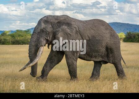 Afrikanischer Buschelefant geht über grasbewachsene Ebene Stockfoto