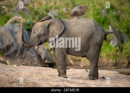 Afrikanischer Elefant genießt Sandbad am Fluss Stockfoto