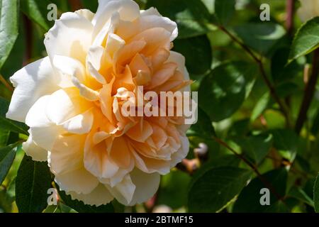 Rosa Champagner Moment oder 'Korvanaber'. Röte Aprikosenmitte, die mit dem Alter verblasst. Rose Cottage Garden. Stockfoto