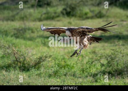 Afrikanische weiß-backed Vulture kommt in das Land Stockfoto