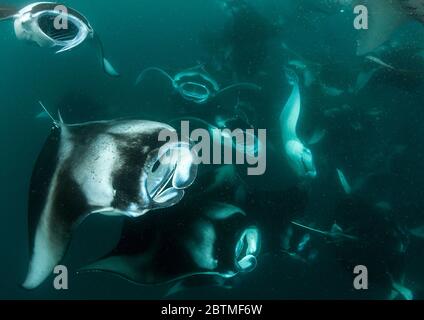 Große Gruppe von Mantarochen, die sich auf Copepoden ernähren, Hanifaru Bay, Malediven. Stockfoto