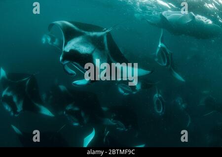 Große Gruppe von Mantarochen, die sich auf Copepoden ernähren, Hanifaru Bay, Malediven. Stockfoto