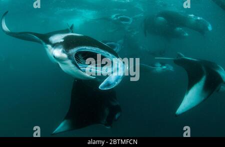 Große Gruppe von Mantarochen, die sich auf Copepoden ernähren, Hanifaru Bay, Malediven. Stockfoto