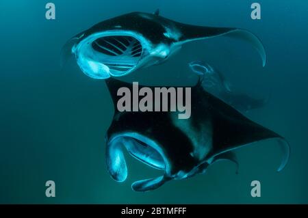 Große Gruppe von Mantarochen, die sich auf Copepoden ernähren, Hanifaru Bay, Malediven. Stockfoto