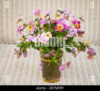 Ein Blumenarrangement aus pastellfarbenen Bratschen in einem Glastopf vor einem leicht gewebten Weidenhintergrund Stockfoto