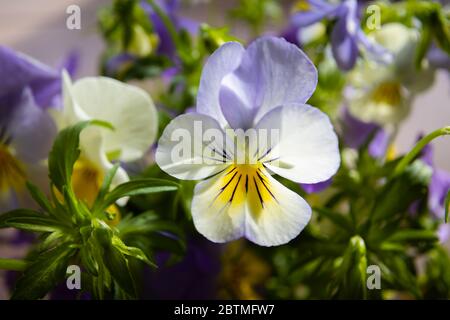 Nahaufnahme einer hintergrundbeleuchteten, hübschen hellblauen und gelben, frühlingsblühenden Viola-Blume, die in einem Garten in Surrey, Südostengland, Großbritannien, wächst Stockfoto