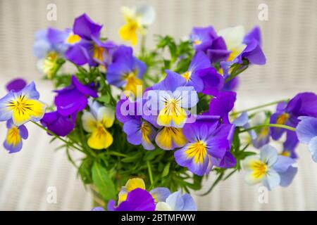 Ein Blumenarrangement aus violetten und gelben Viola in einem Glastopf vor einem leicht gewebten Weidenhintergrund Stockfoto