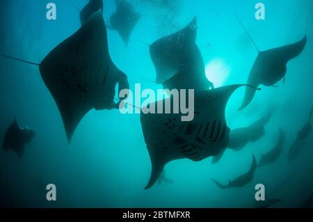 Große Gruppe von Mantarochen, die sich auf Copepoden ernähren, Hanifaru Bay, Malediven. Stockfoto