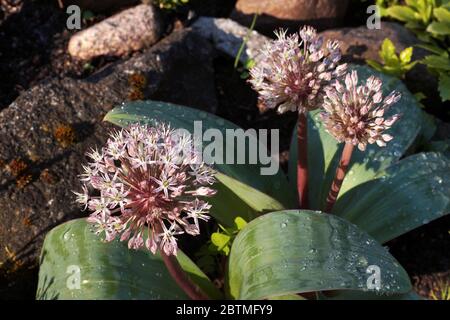 Steinwerk. Allium carataviense, allgemein als Turkestan Zwiebel, die sowohl für ihre Blätter und Blüten ornamental angebaut wird. Es ist in der Ka heimisch Stockfoto