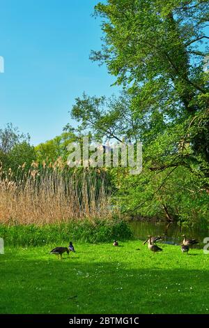 Gruppe von Graugänsen auf einer grünen Wiese am See. (Anser anser domesticus) Stockfoto