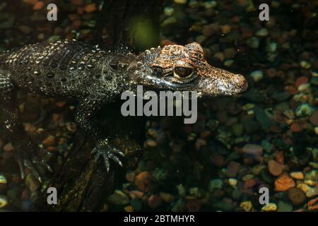 Horizontale Nahaufnahme des Kopfes und der Körperhälfte eines kleinen Alligators mit wachsamen Augen in einem Teich im Lincoln Park Zoo, Chicago, Illinois Stockfoto