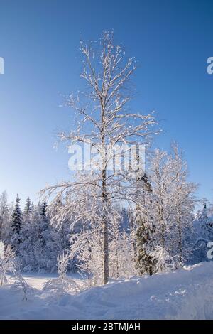 Verschneite Bäume gegen blauen Himmel Stockfoto