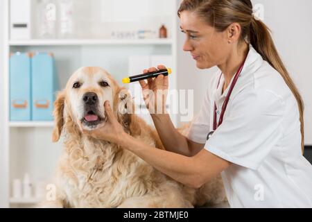 Tierärztliche Kontrolle der Augen eines Hundes Golden Retriever in Klinik Stockfoto