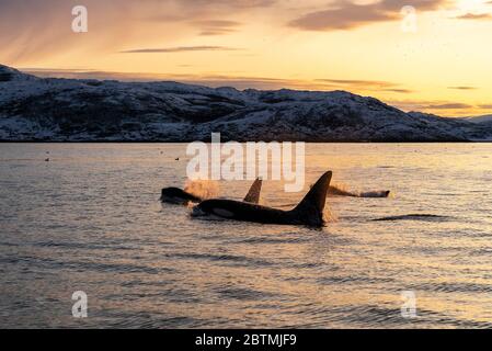 Schwertwale brechen bei Sonnenuntergang an der Oberfläche, Kvaenangen Fjord, Nordnorwegen. Stockfoto