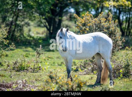 Schönes weißes New Forest Pony in der Nähe von Büschen stehen und wegschauen an sonnigen Tag, verschwommener Hintergrund kopieren Raum nach links Stockfoto