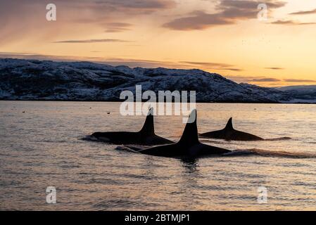 Schwertwale brechen bei Sonnenuntergang an der Oberfläche, Kvaenangen Fjord, Nordnorwegen. Stockfoto