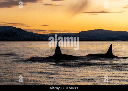 Schwertwale brechen bei Sonnenuntergang an der Oberfläche, Kvaenangen Fjord, Nordnorwegen. Stockfoto