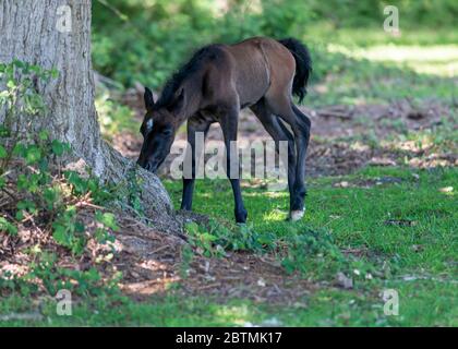 Süßes dunkles Bay Fohlen von New Forest Pony Gras essen, während grasen in der Nähe von Wurzeln des Baumes im Garten, Woche alt Stockfoto