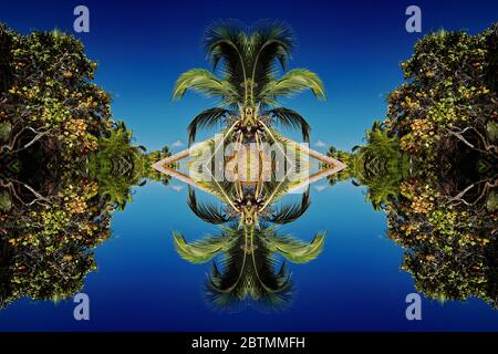 Tropischer Palmenbaum mit einem Twist Stockfoto