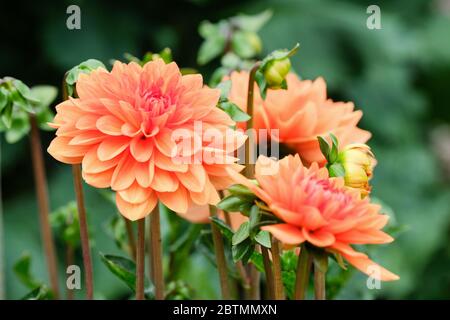 Orangefarbene Blüten von Dahlia 'David Howard' Stockfoto