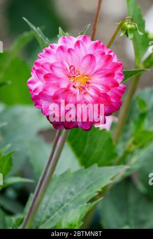 Einzelne Blüte von Dahlia 'Little Robert' Stockfoto