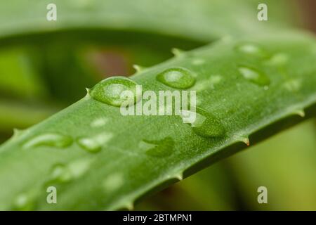 Aloe Vera Tau Tropfen auf einem Blatt. Nahaufnahme. Stockfoto