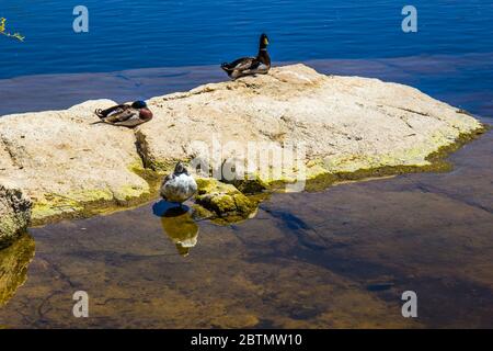 Enten Entspannen Auf Boulder In Mountain Lake Stockfoto