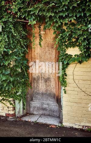 Vertikale Fotografie eines verwitterten Holzeingans in einer cremegelben gemalten Ziegelwand. Die Tür ist von üppigem grünem Efeu umgeben. Stockfoto