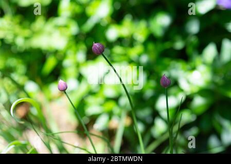 Schnittlauch (Allium schoenoprasum) wächst in einem Garten. England, Großbritannien. Stockfoto