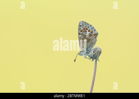 Weiblicher Adonis Blue (Polyommatus bellargus) Schmetterling, der mit geschlossenen Flügeln auf einem Sämehopf thront. Aufgenommen bei Barnsley Warren SSSI, Cotswolds. Stockfoto