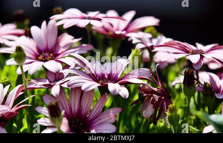 Osteospermum auch bekannt als die Gänseblümchen oder afrikanischen Gänseblümchen. Stockfoto