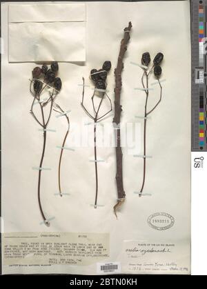 Melia azedarach L. 12. Juli 20191 Stockfoto