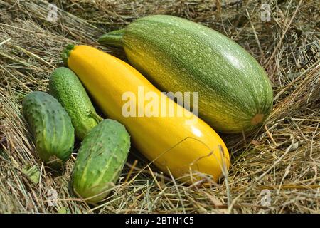 Frische Ernte von hausgemachten Zucchini und Gurken Stockfoto