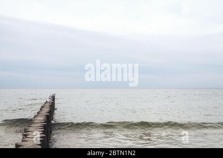 Wellenbrecher auf der Küste aus den Holzstämmen. Möwen sitzen darauf mitten im Meer. Wolkig, regnerisches Wetter Stockfoto