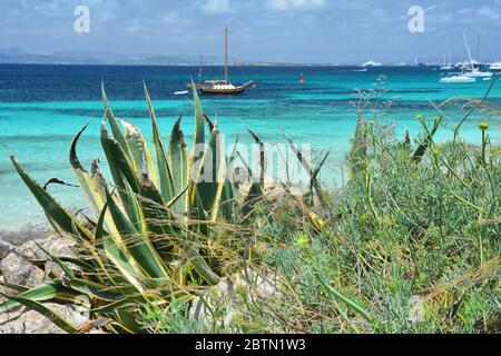 Strand der Insel Formentera. Blick auf das Balearenmeer durch Agavenanlage Stockfoto