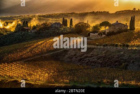 Eine Hintergrundbeleuchtung eines Chianti-Weinbergs in der Nähe von Siena, Italien Stockfoto