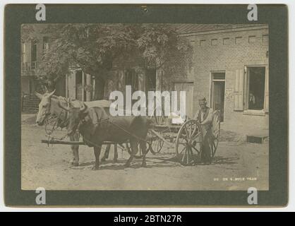 No 50 Ox Mule Team. Ein Albumendruck auf einer Schrankkarte, auf der ein Mann neben einem vierrädrigen Wagen abgebildet ist, der von einem Ochsen und Maultier gezogen wird. Der Mann steht auf der rechten linken Seite des Wagens, zwischen zwei (2) Rädern. Der Mann ist älter und hat einen großen weißen Bart. Er trägt einen Hut, eine Weste, ein Hemd und eine Hose. Stockfoto