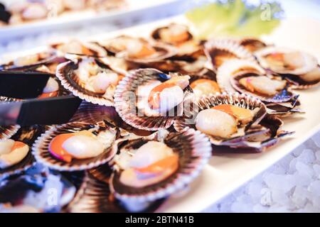 Frische Jakobsmuscheln in ihren Schalen geöffnet Stockfoto